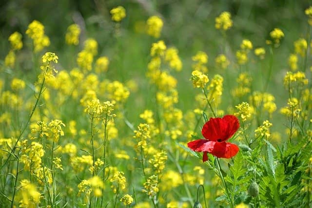 Blume-min